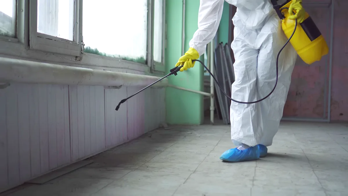 Tratamiento de termitas en Mataró — Fumigaciones Mataró