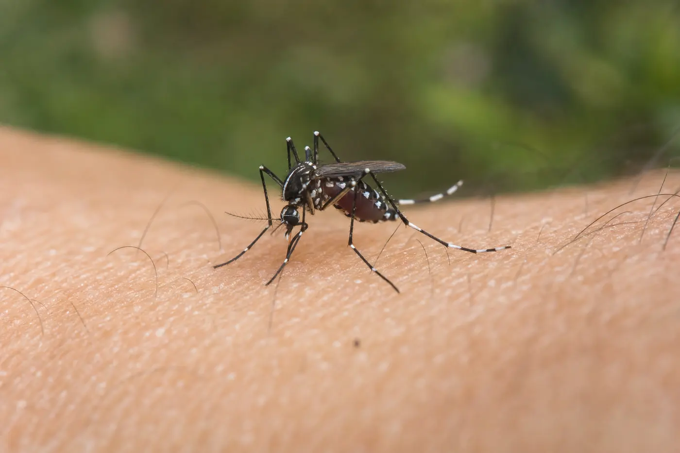 Mosquito tigre en Mataró