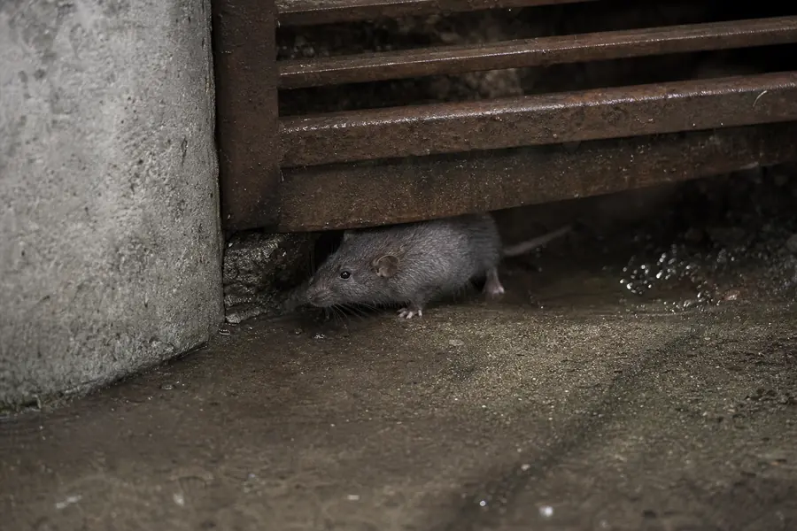 Tratamiento de ratas en Mataró — Fumigaciones Mataró